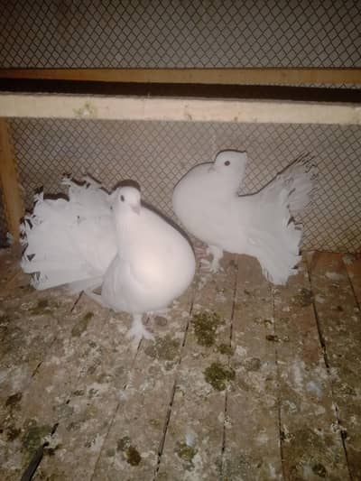 white Luckay moor kabootar For Sale pair