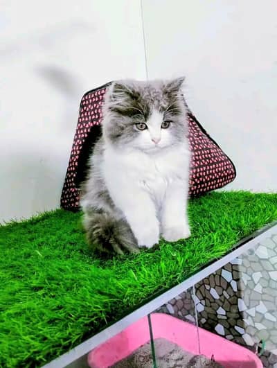 Persian kitten for sale only contactw whatup 03292450497