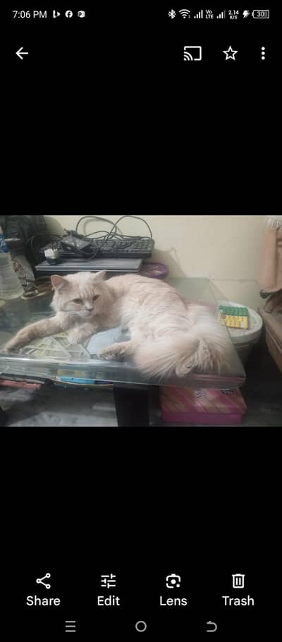 Persian, Persian male