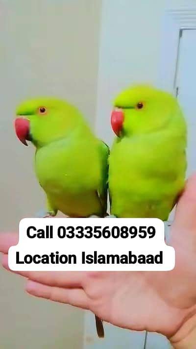 Single 7500 Hand Tamed Friendly Green Ring Neck Parrot's Male/Female