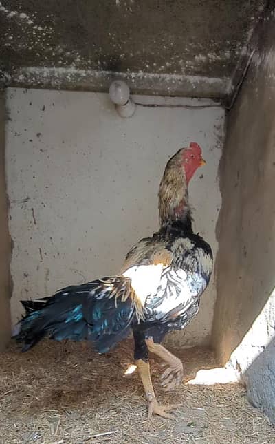aseel murga/ aseel male/ jawa male/ mianwali male/ murga/ aseel chicks