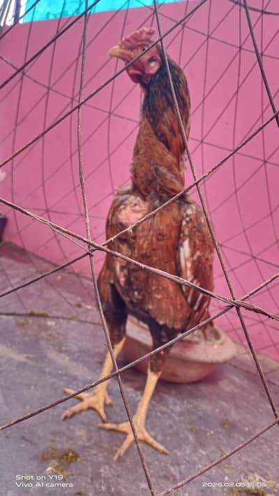 Aseel miawali 03068017584