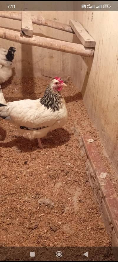 light sussex Heritage hen for sale