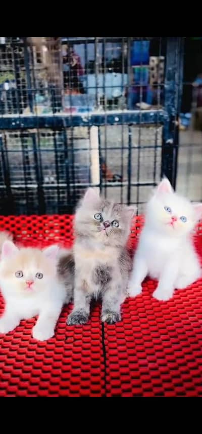 Quality Persian Punch face cat & kitten is03477878702Whatsapp