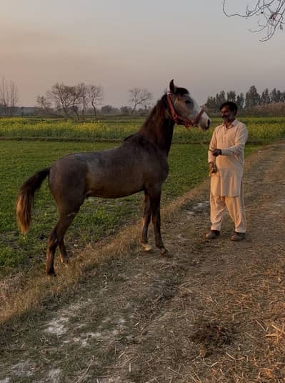 Sawa brand Wachera urgent sale