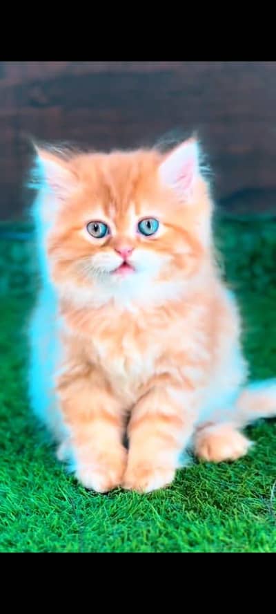 pure persian cats vaccinated triple coated WhatsApp 03317823482