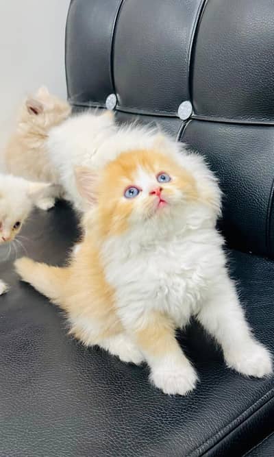 Persian cat triple quote 5 face mein later train