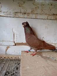 niski breeder pair. sentient breeder pair. fancy sentinent