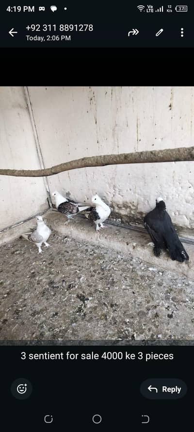 niski breeder pair. sentient breeder pair. fancy sentinent