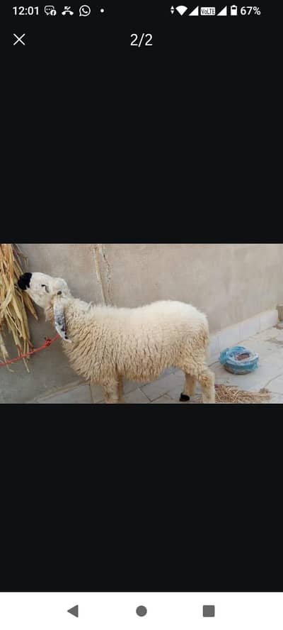 sheep for sale