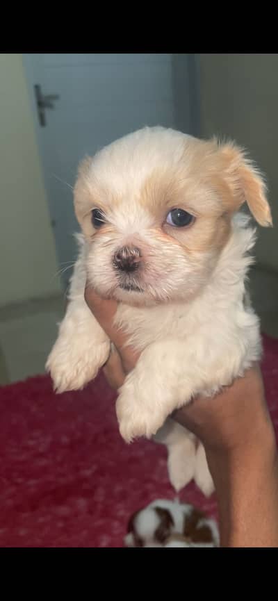 Shihpu puppies for Sale