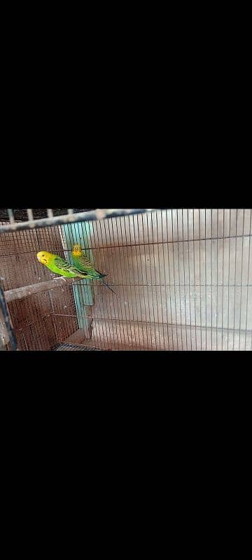 under size budgies setup