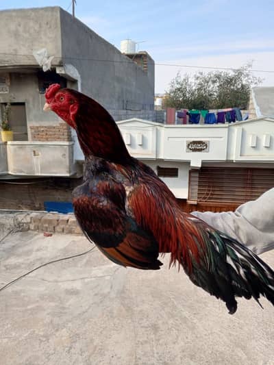 Lakha Aseel murgha l 1.5 saal l Strong and Healthy