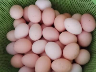 Desi Golden Misri 8 month cheap price