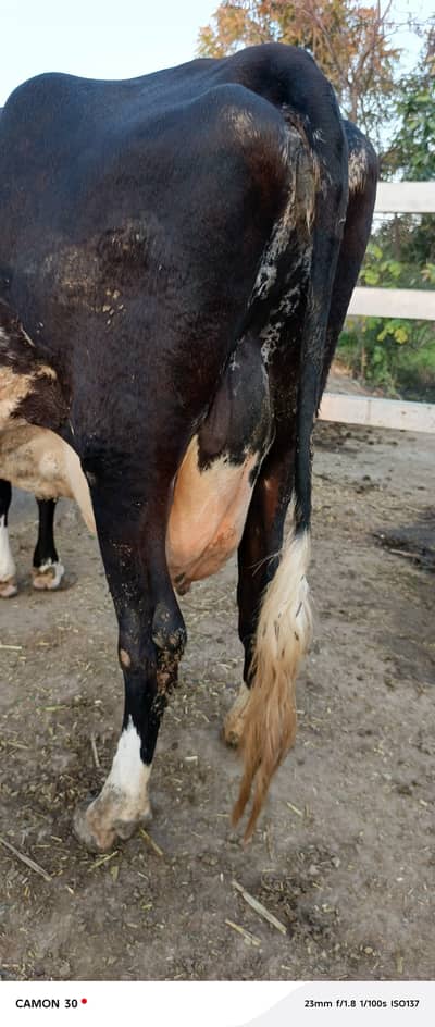 20 din ki sui hoi ha sath Wacha ha or 20 liter doodh ha