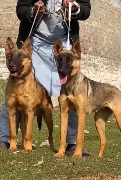 alsasain bigyari pair full security guard dog 4 month for sale