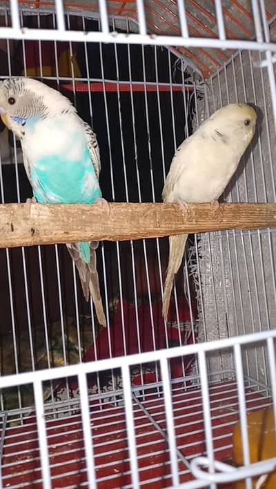 Budgie Male 03008658689 Australian Parrot