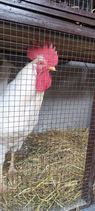 Egg lying Golden Misri healthy pair is available