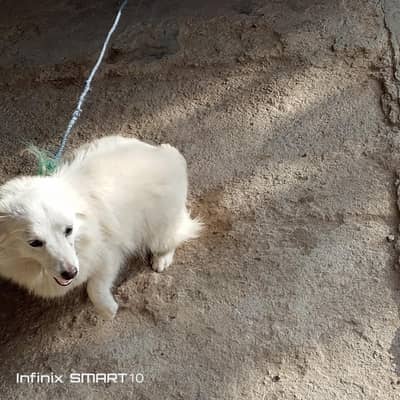 puppy dogs are vaccinated and good dogs