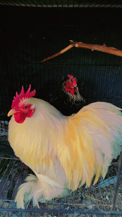 Bantam Breader pair for sale