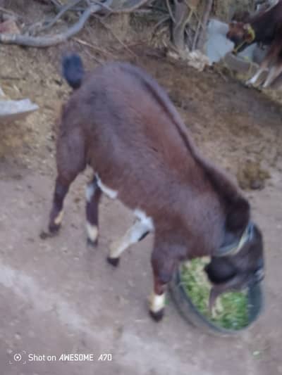 good quality bakhra for sale . sale due to emergency and transfer case