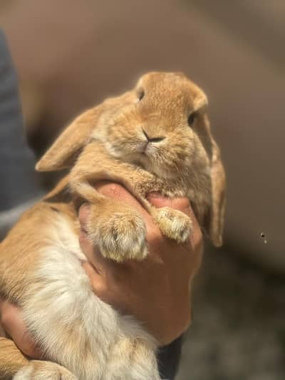 holland lop top covalti buny