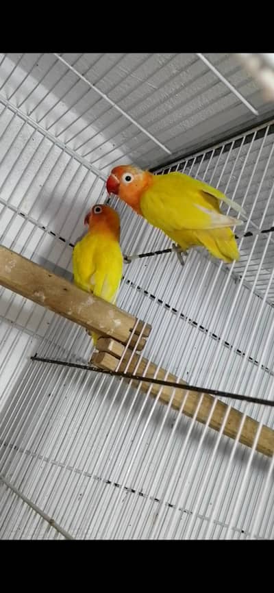 Lutino personata breeder pair LoveBirds