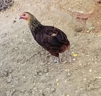 “The Golden Mystery Hen