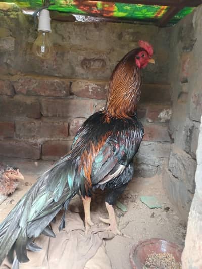 sindhi aseel in 5200