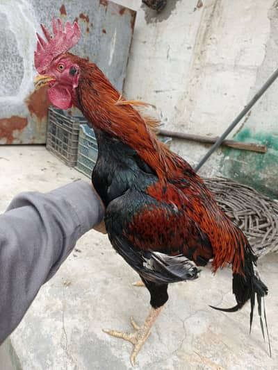 lakha bengum zer dum