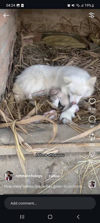 Russian pomeranian female puppy colored eyes