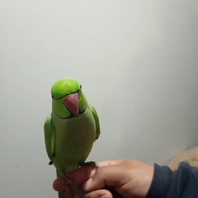 green parrot
