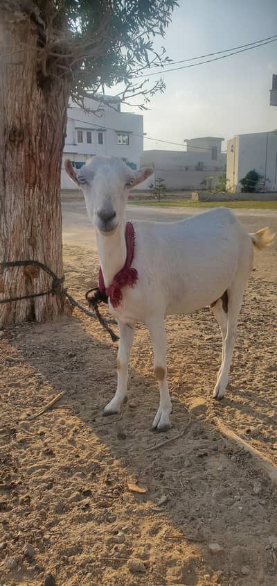 Gabban Teddy For Sale