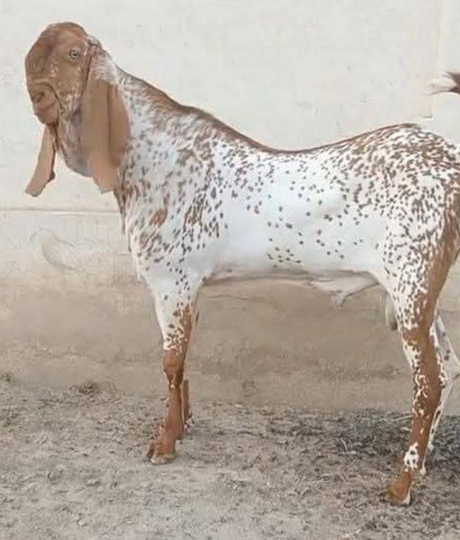 قربانی والے مکھی چینے بکرے ہمارے پاس روزانہ مناسب ریٹ پر ہوتے ہیں 0