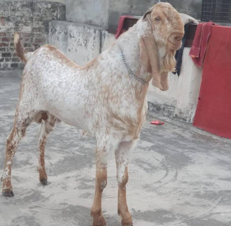 قربانی والے مکھی چینے بکرے ہمارے پاس روزانہ مناسب ریٹ پر ہوتے ہیں 1