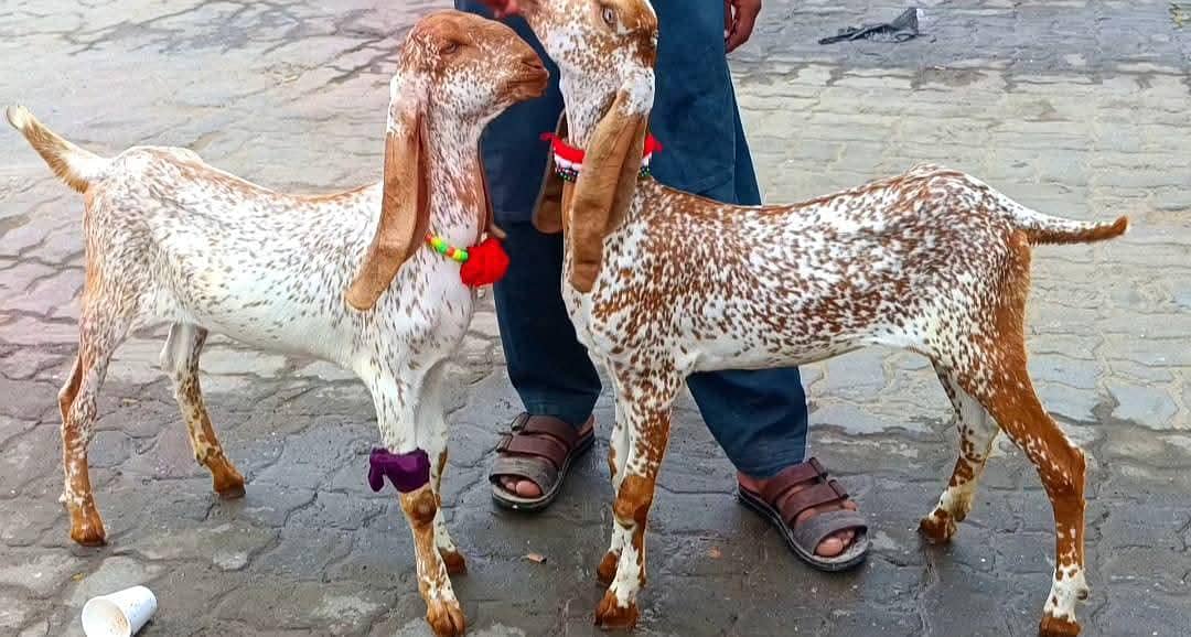 قربانی والے مکھی چینے بکرے ہمارے پاس روزانہ مناسب ریٹ پر ہوتے ہیں 2