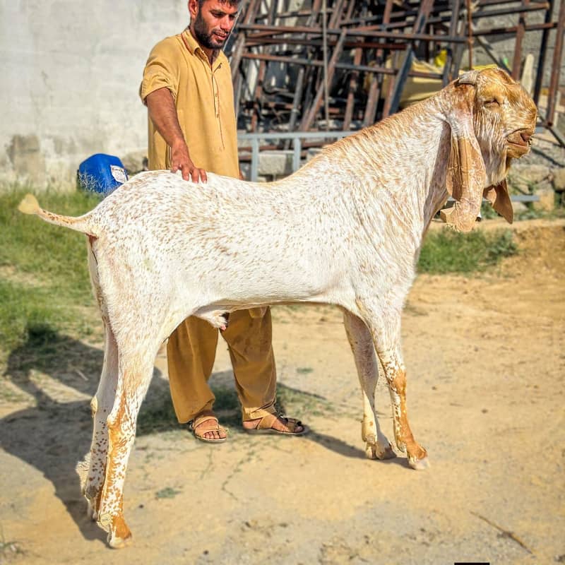 قربانی والے مکھی چینے بکرے ہمارے پاس روزانہ مناسب ریٹ پر ہوتے ہیں 3