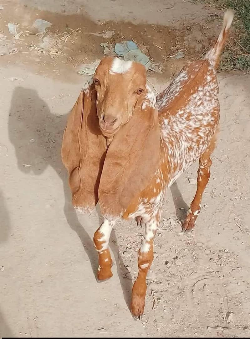 قربانی والے مکھی چینے بکرے ہمارے پاس روزانہ مناسب ریٹ پر ہوتے ہیں 4