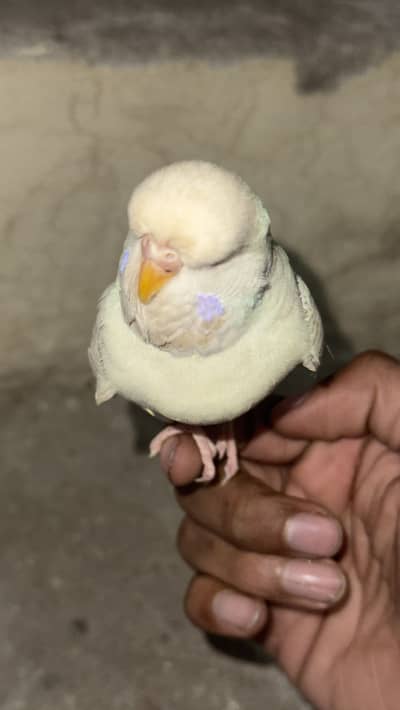 Under exhibition female RED EYE