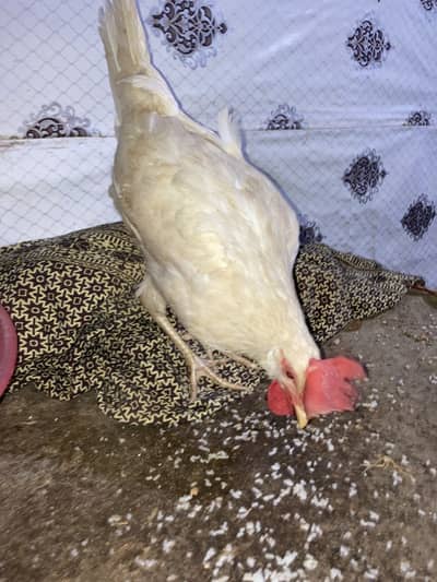 Home Egg laying Leghorn Hen
