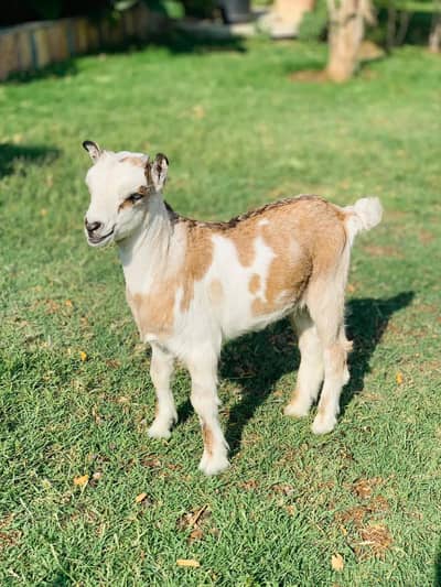 Abluck Tedda For Sale Pointed ears healthy and active