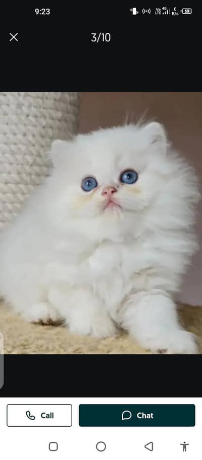 Persian cat for sale male or female my WhatsApp number0329=75=52=620