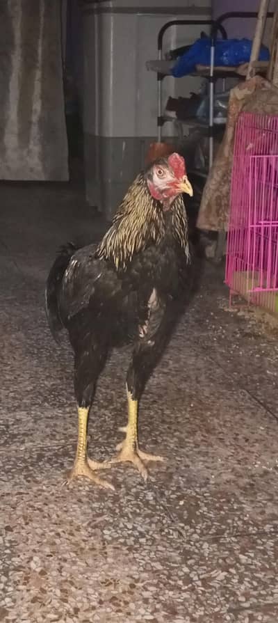 aseel Sindhi black sawa