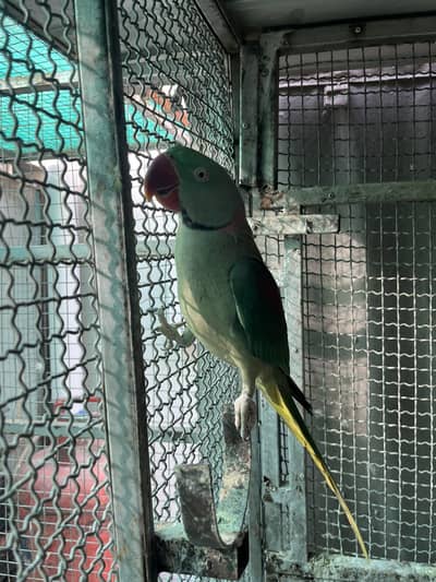 Raw parrot and yellow ring neck