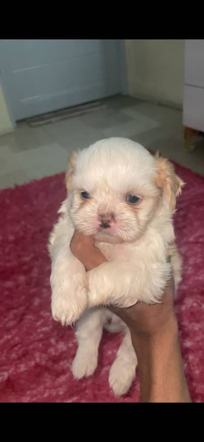 SHIH-pu Puppies for Sale