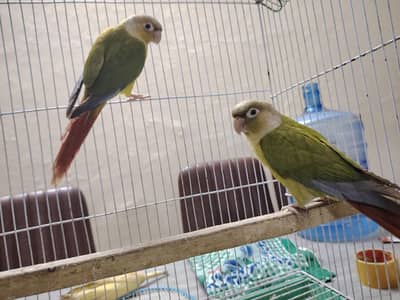 pineapple conure pair for sale