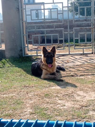 long tail highted back  bend