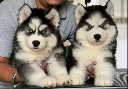 Siberian husky puppies 03425655411