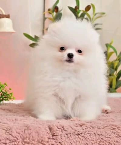 pomeranian puppies dog for sale 03296428873wahtsap
