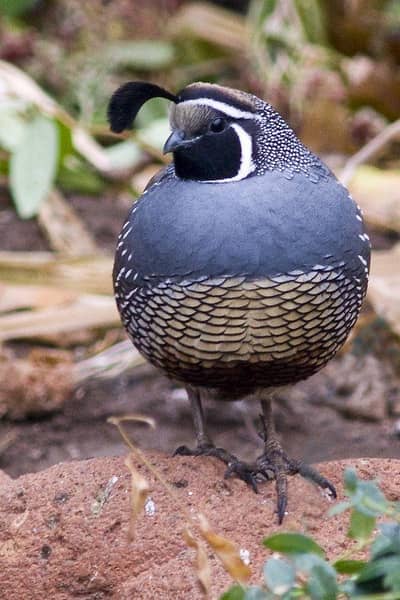 California quail